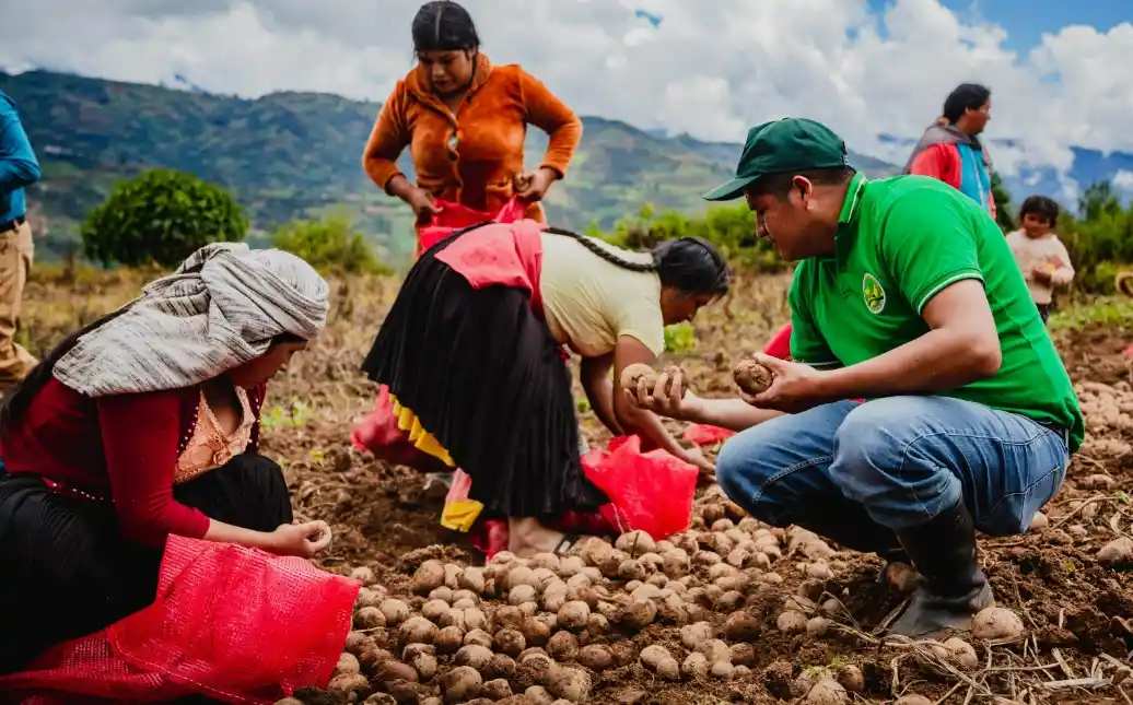 Huánuco: Presentarán una nueva variedad de papa producida en Pachitea