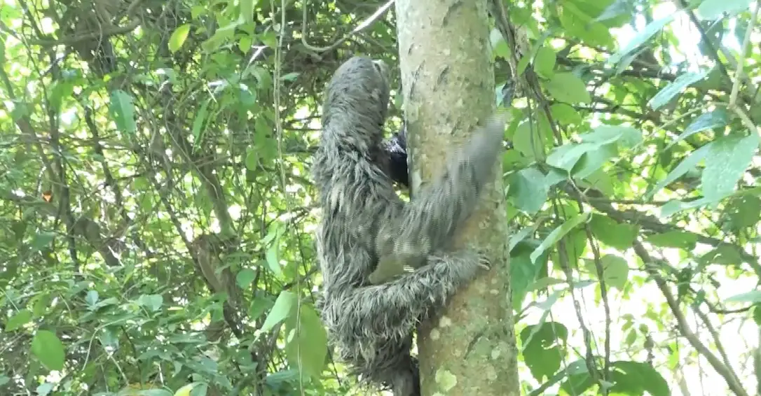 Ucayali: Rescatan a oso perezoso e iguana en Pucallpa