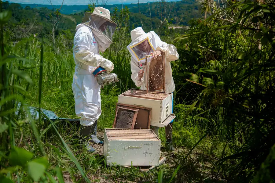 Iniciativa de Devida beneficiará a las provincias de Leoncio Prado, Huamalíes, Marañón y Huánuco. (Foto: Devida).