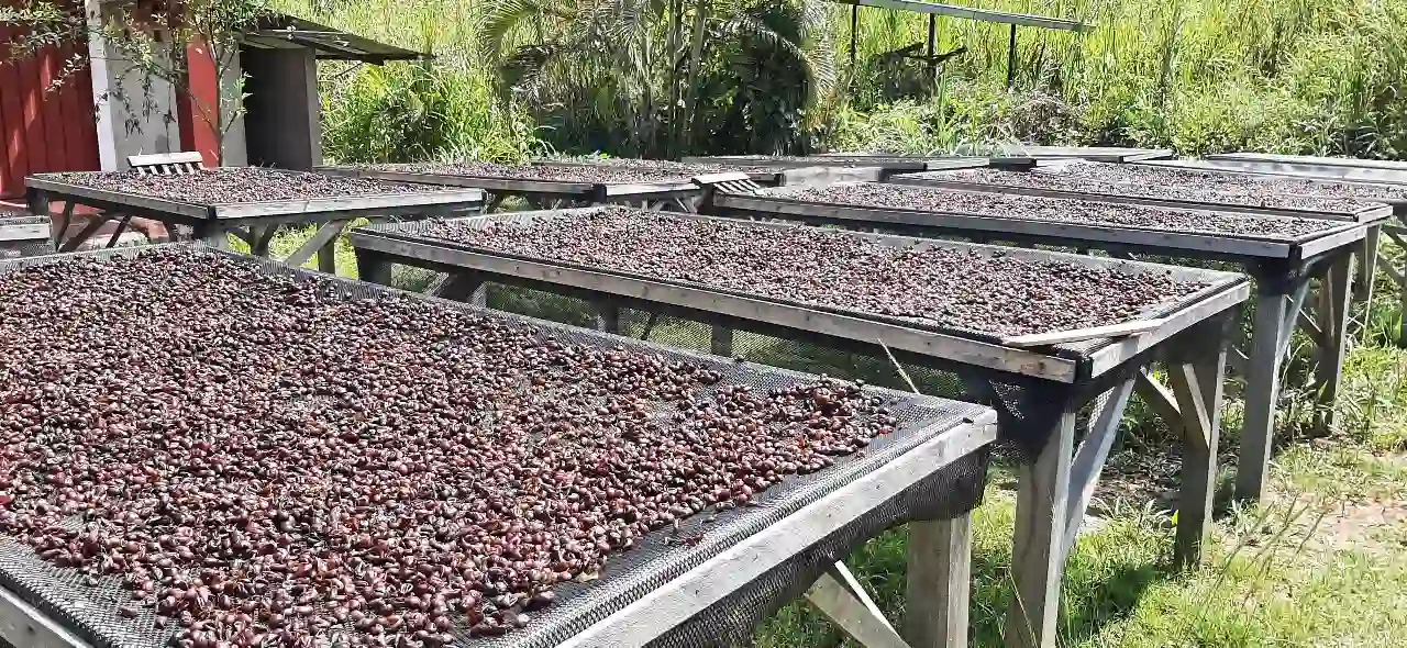 Elaboran energizante natural con café orgánico de la selva central