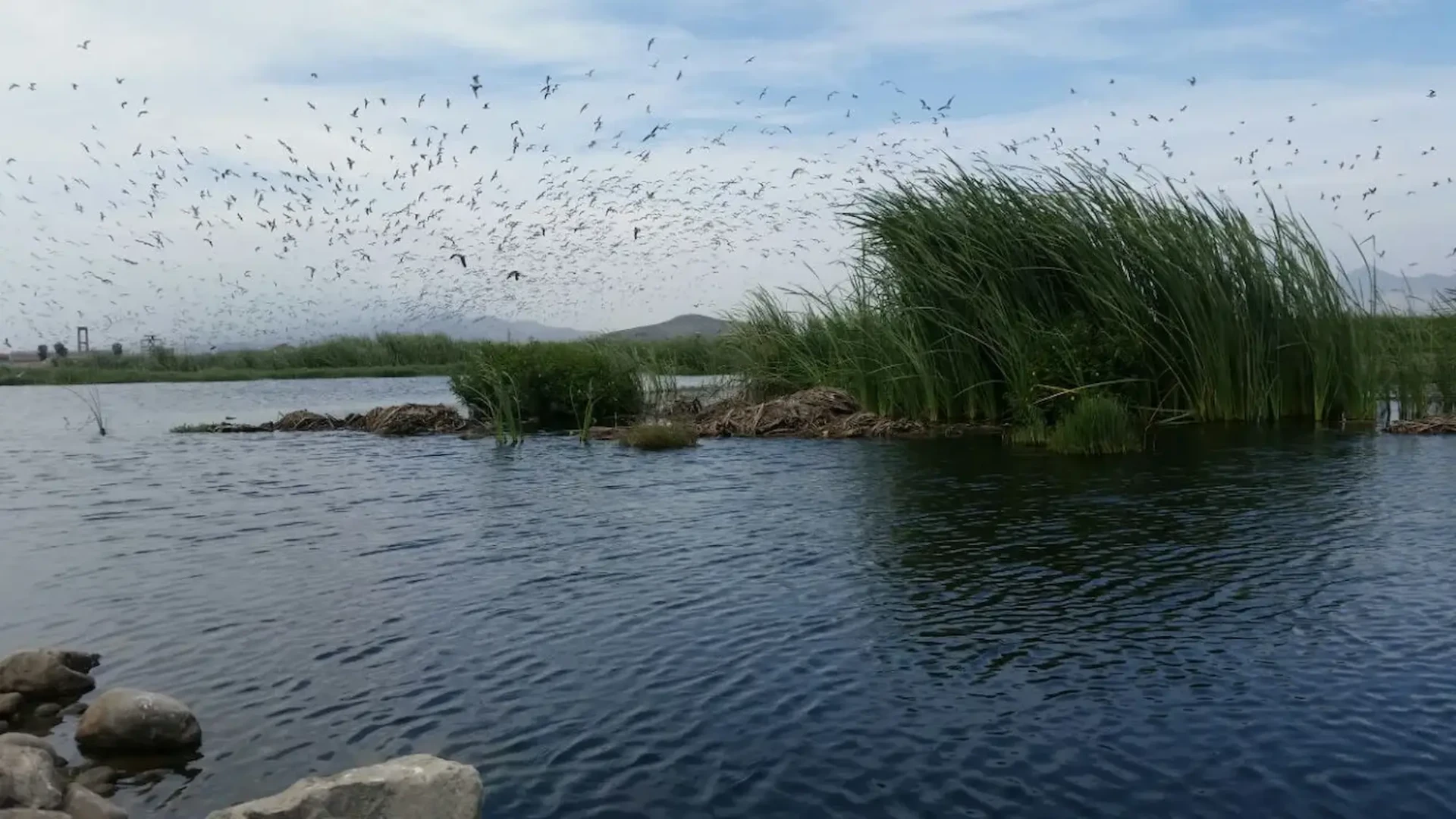 Los humedales desempeñan un rol crucial en el control de inundaciones y crecientes de ríos.