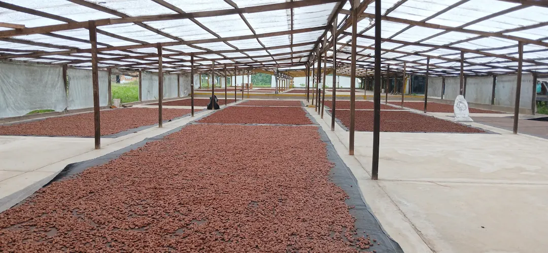 Colpa de Loros: Cooperativa se beneficia con alto precio de cacao