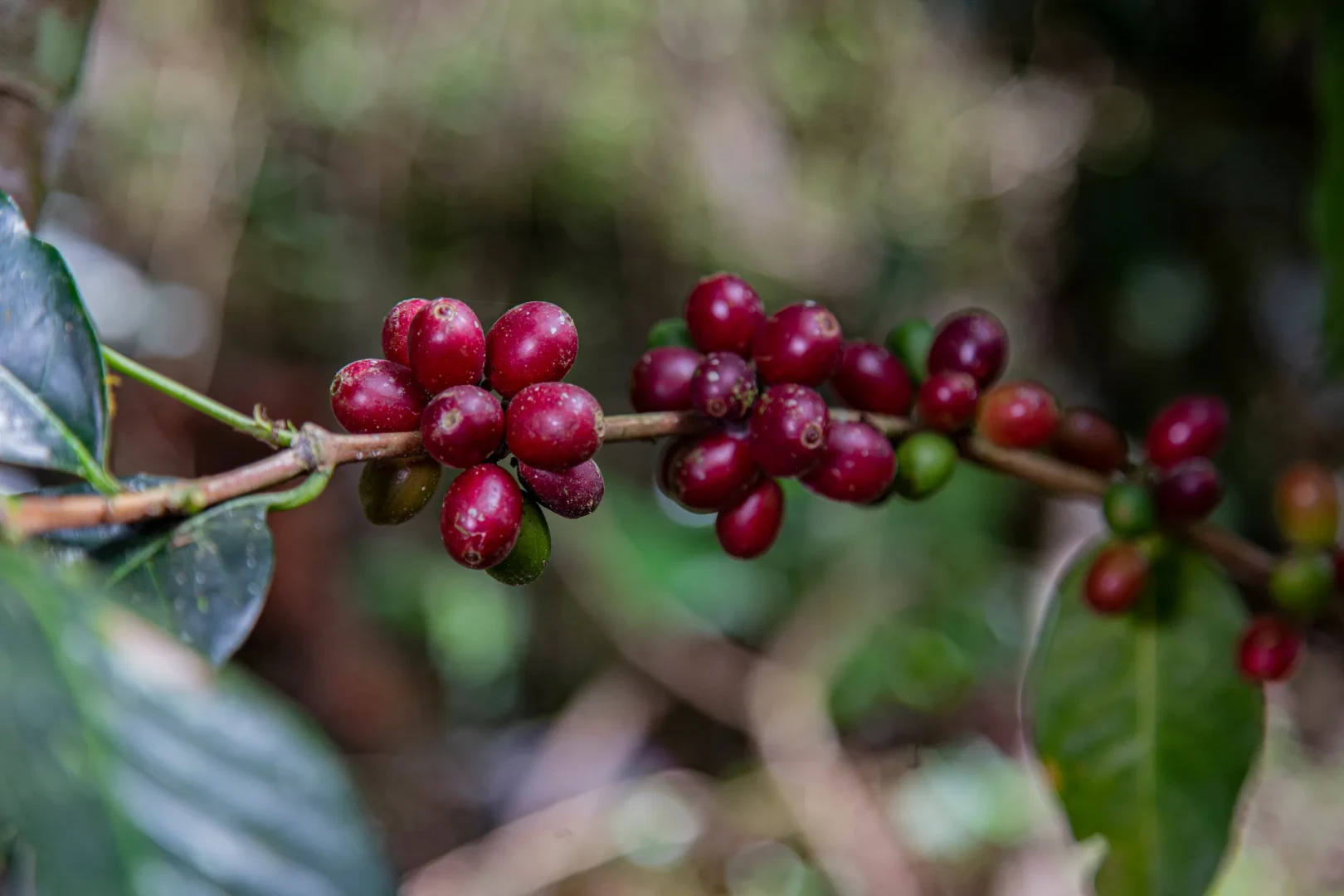 Amazonía: La ruta del Midagri para exportar café y cacao libres de deforestación a la Unión Europea