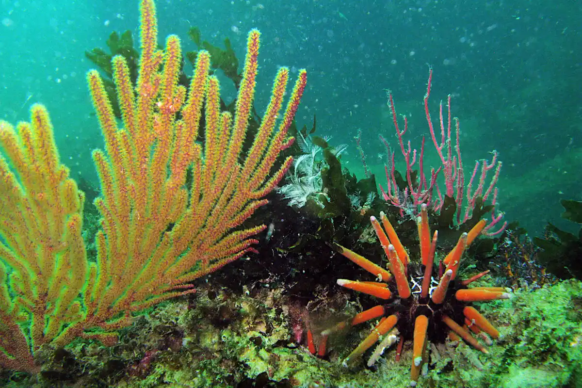 PCM aprueba declarar al Mar Tropical de Grau como Reserva Nacional