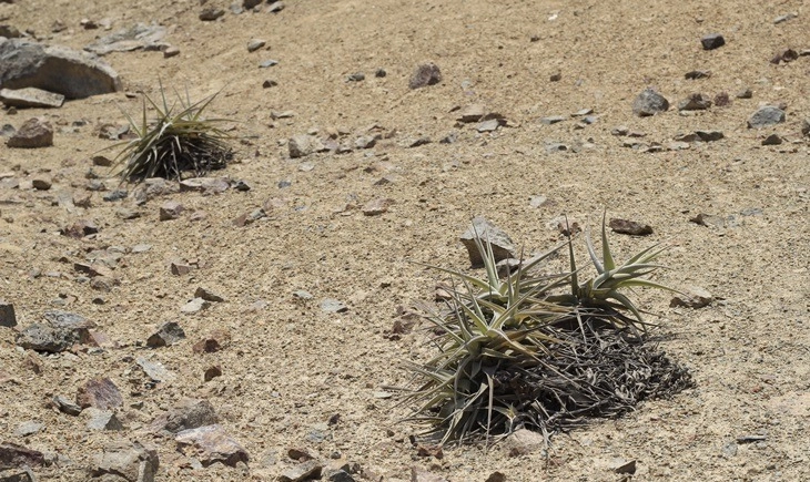 Plantas tillandsias, también conocidas como plantas del aire. (Foto: Descubriendo Hojas). - concesión Serfor