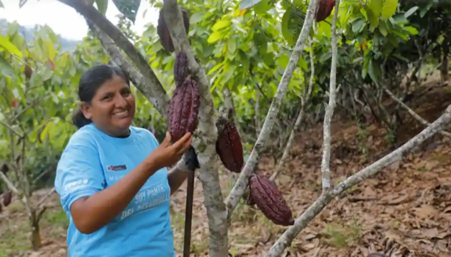 Satipo: Proyectan cosechar 97 toneladas de cacao fino de aroma 