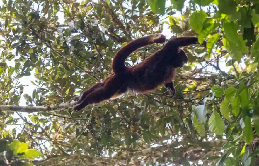 Huánuco: Organizaciones públicas y privadas trazan ruta para salvar al mono choro de cola amarilla