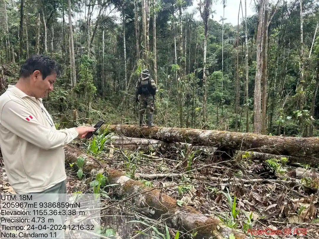 San Martín: Deforestan bosque primario en el Alto Mayo