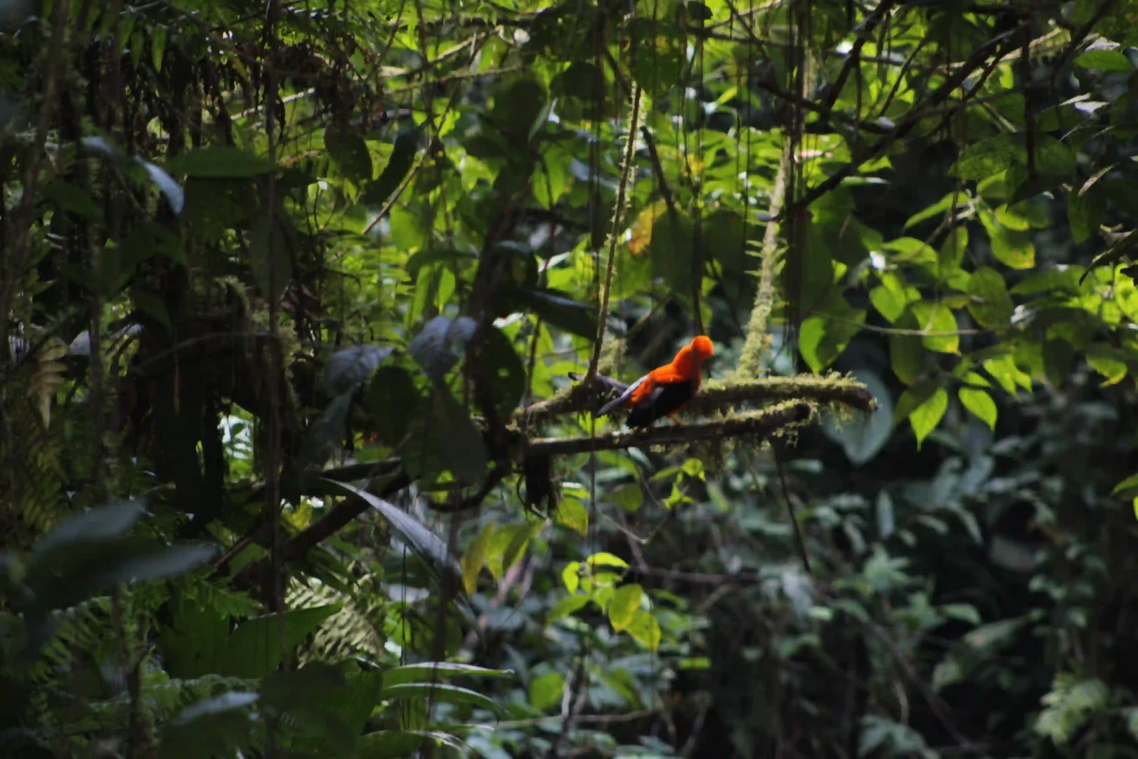 Leoncio Prado, reservorio de la biodiversidad en la selva alta 