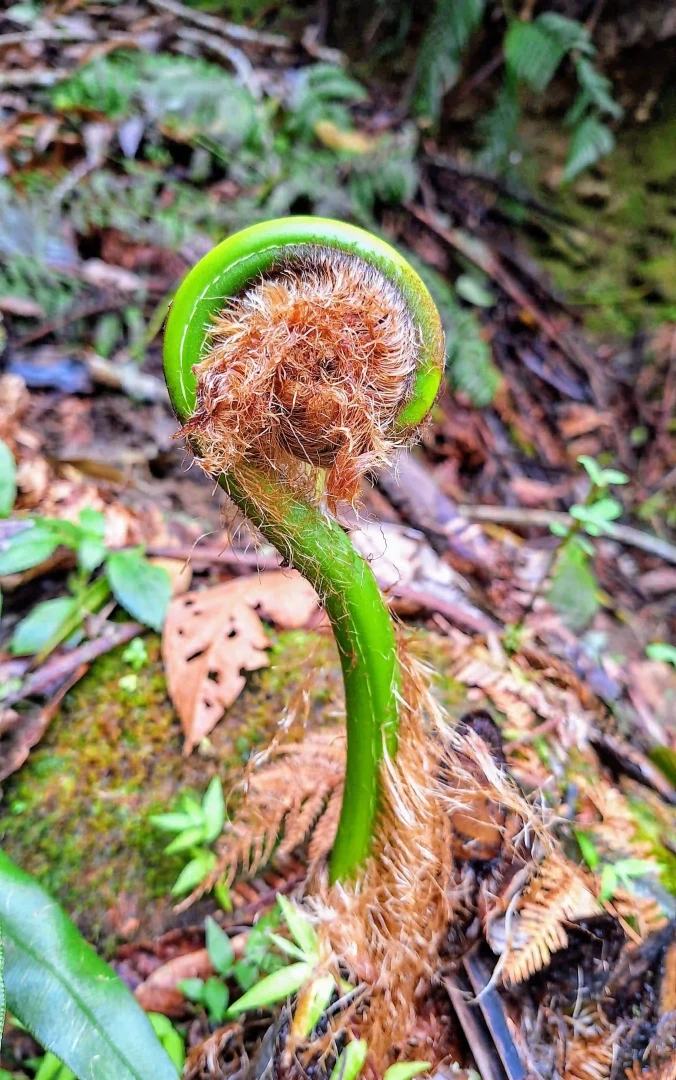 Reserva de Biosfera Avireri-Vraem: Un tesoro natural para la conservación y el desarrollo sostenible