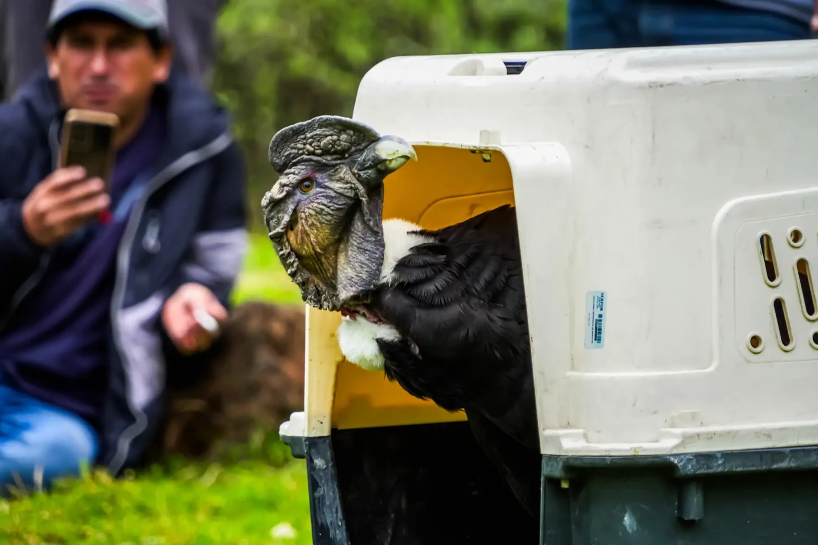 Liberan a su hábitat a cóndor andino El Piconayo
