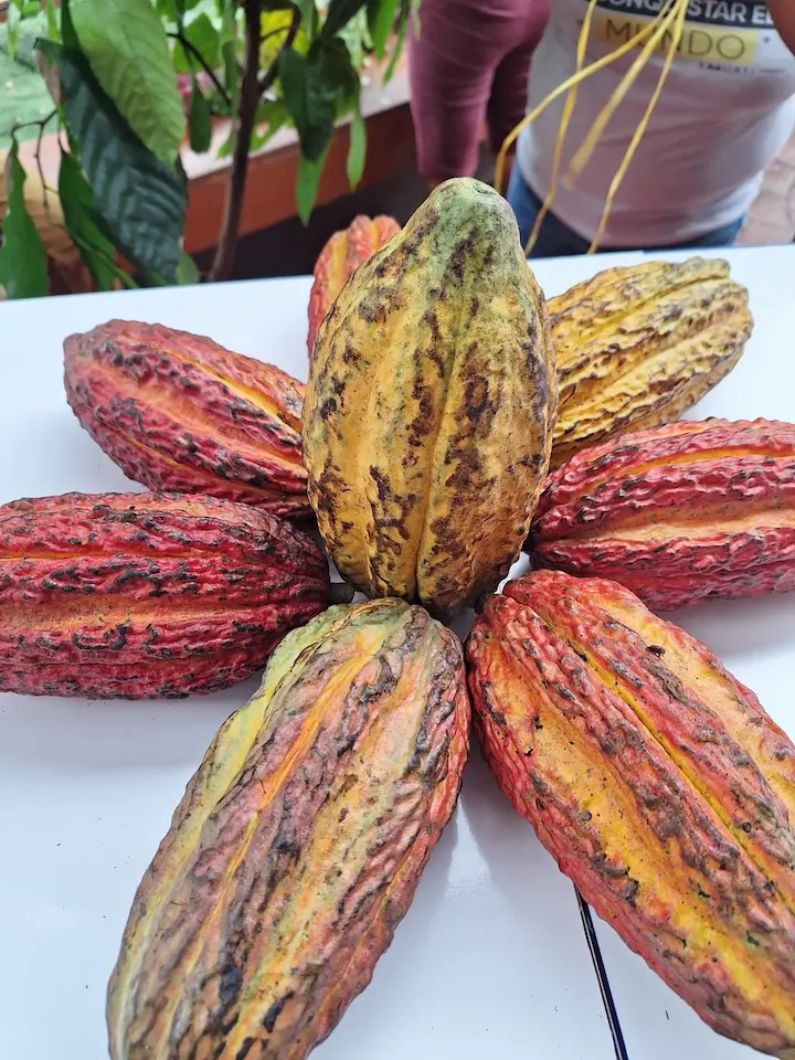 Cooperativas comercializarán 40 toneladas de cacao a La Ibérica