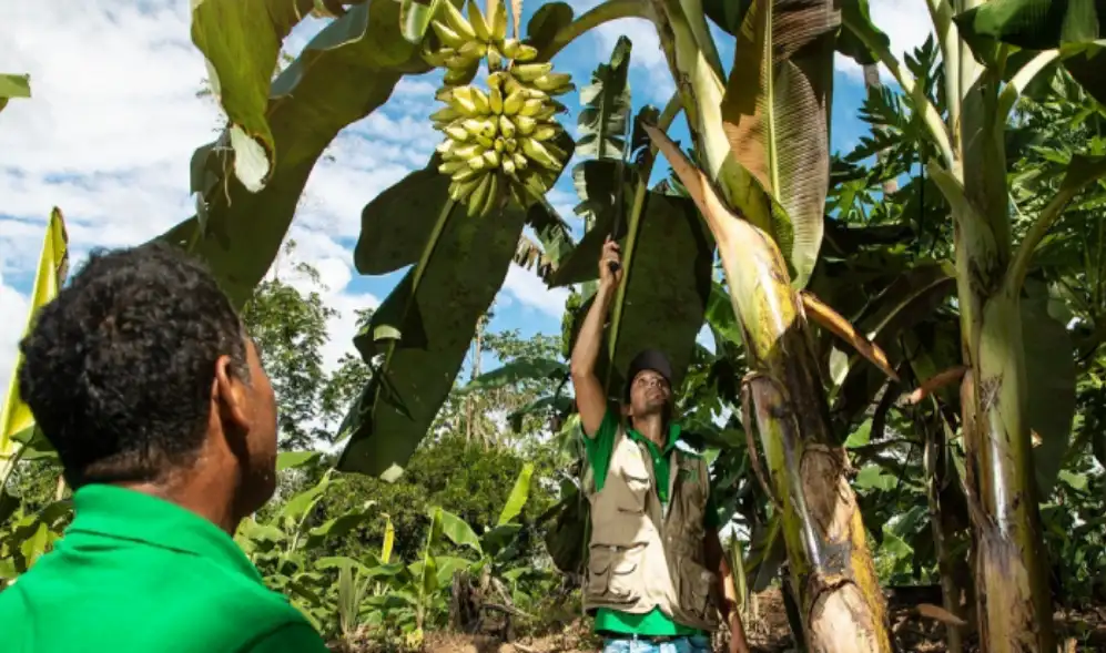 Vraem: Financian producción de plátanos en comunidades nativas de Río Tambo
