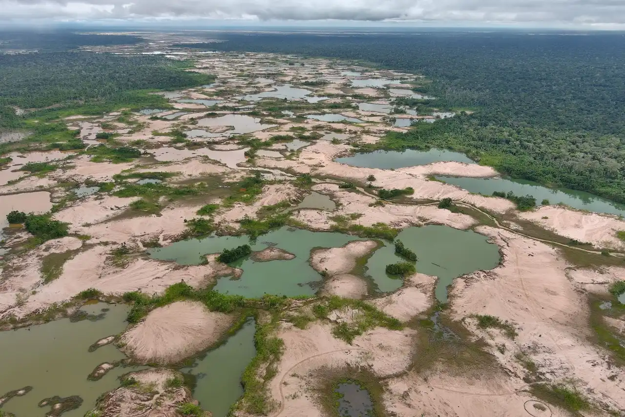 Reviviendo bosques: Iniciativa recupera áreas degradadas por minería ilegal