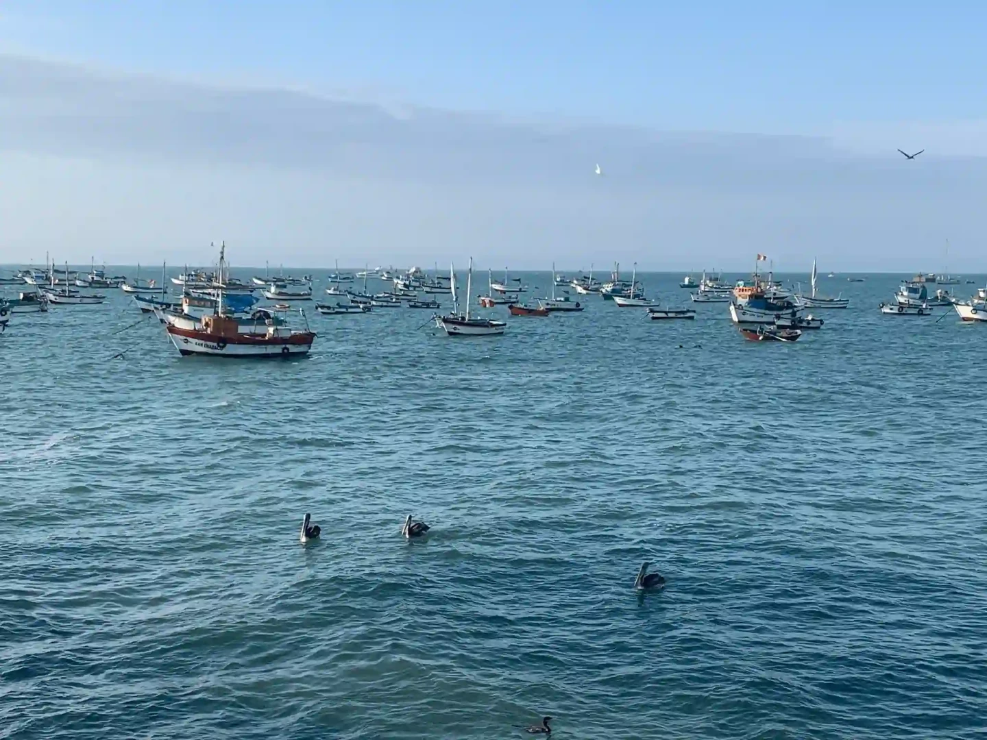 ¿Cómo conservar los océanos? Cuatro acciones clave