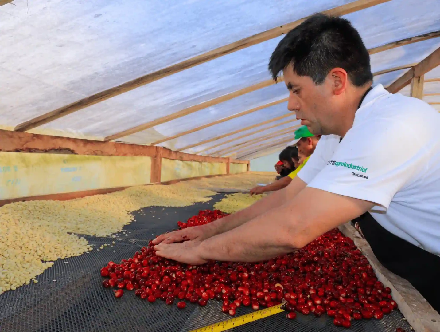 Satipo: Desarrollan curso de cosecha y postcosecha de café en Río Tambo
