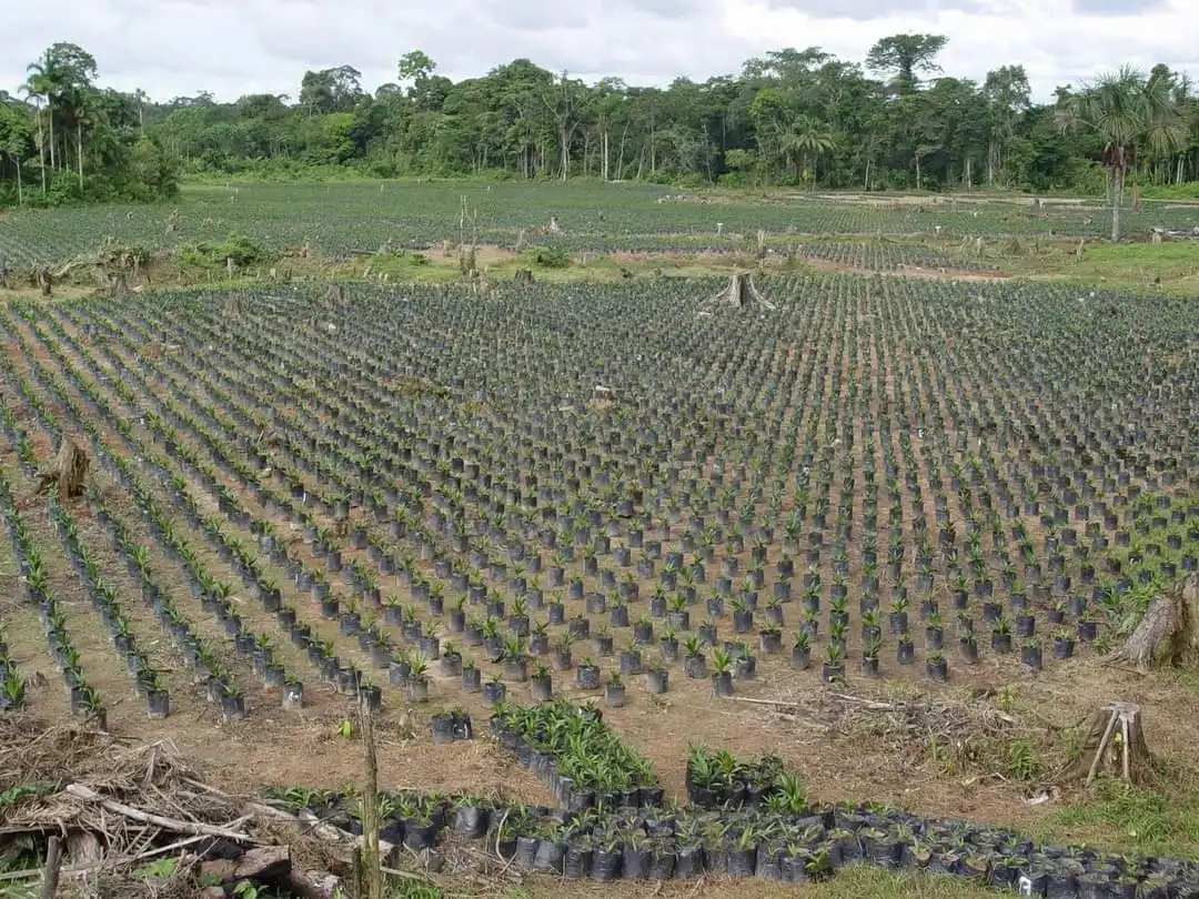 Ucayali: Proyecto de palma aceitera beneficiará a 800 familias del valle de Shambillo