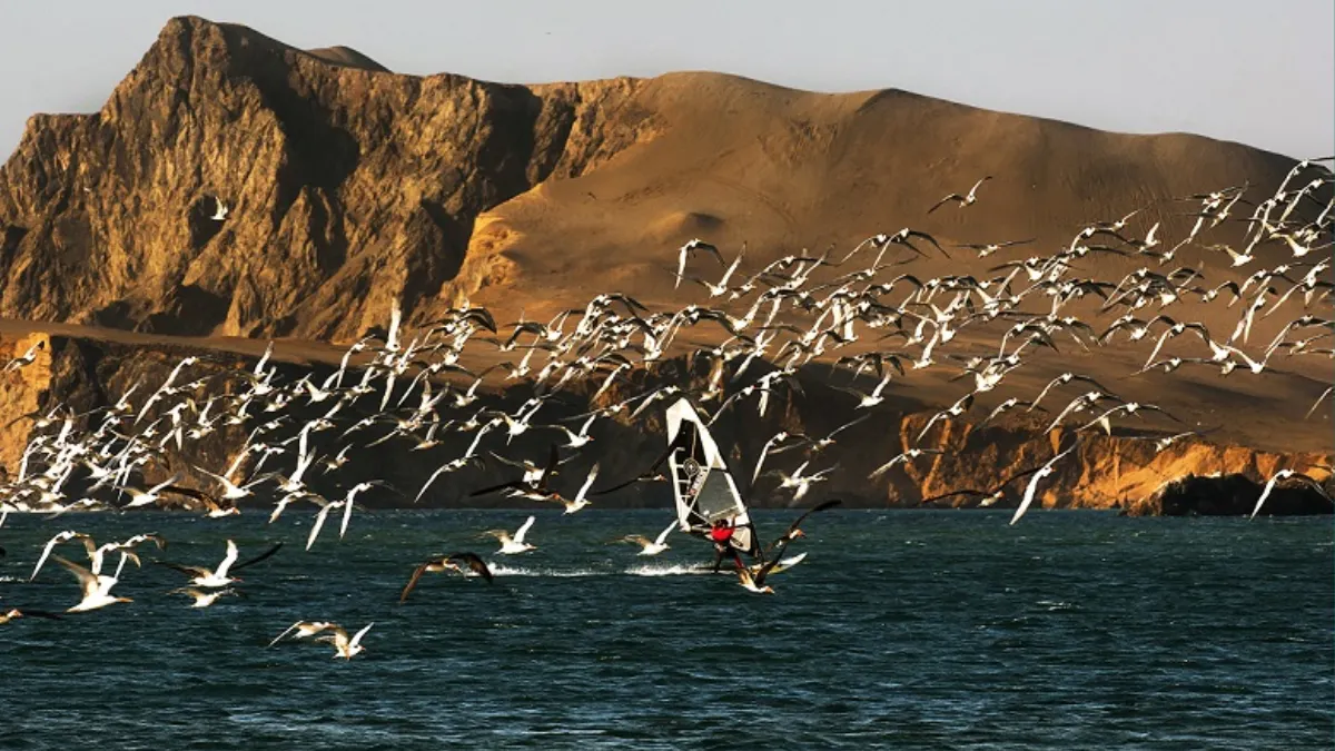 Paracas: Pese a rechazo judicial insisten en realizar pesca industrial