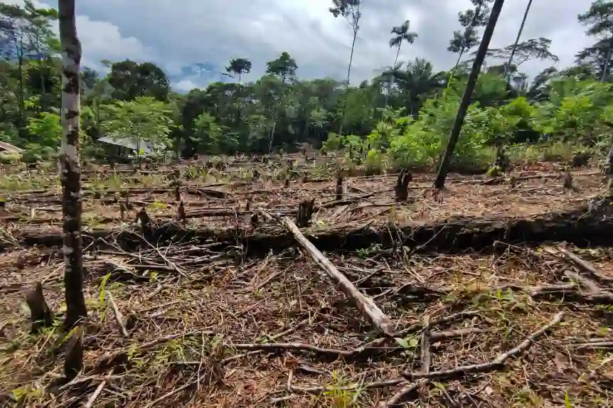 La Amazonía está viviendo el punto de no retorno