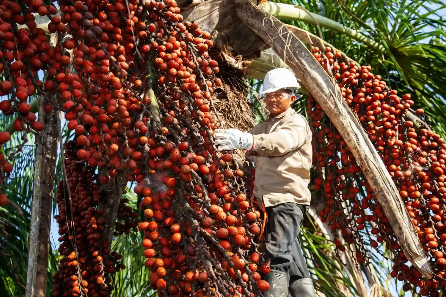 Amazonas: 27 comunidades reciben declaraciones de manejo para comercializar productos forestales