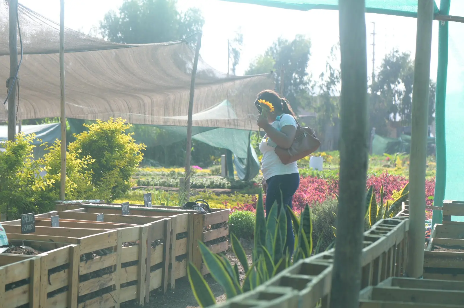 camposanto: “La idea surge porque buscamos que las familias tengan una opción ecológica y respetuosa para despedirse de sus animalitos”, expresó Raúl Valenzuela.