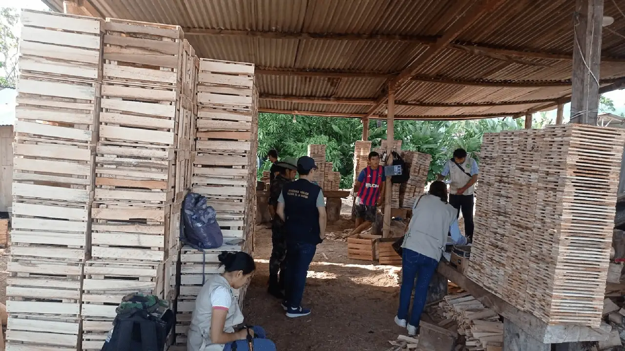 Tingo María: 250 troncos de procedencia ilegal fueron decomisados