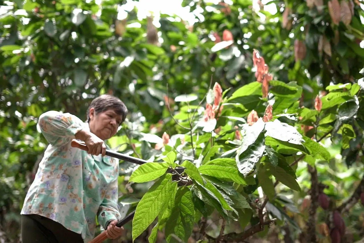 Satipo: 5000 productores se reunirán en Agroconecta 2024