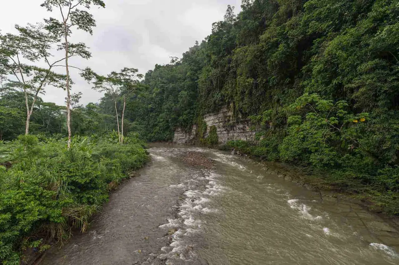 Devida reporta más de 92 000 hectáreas de cultivo de coca en el país