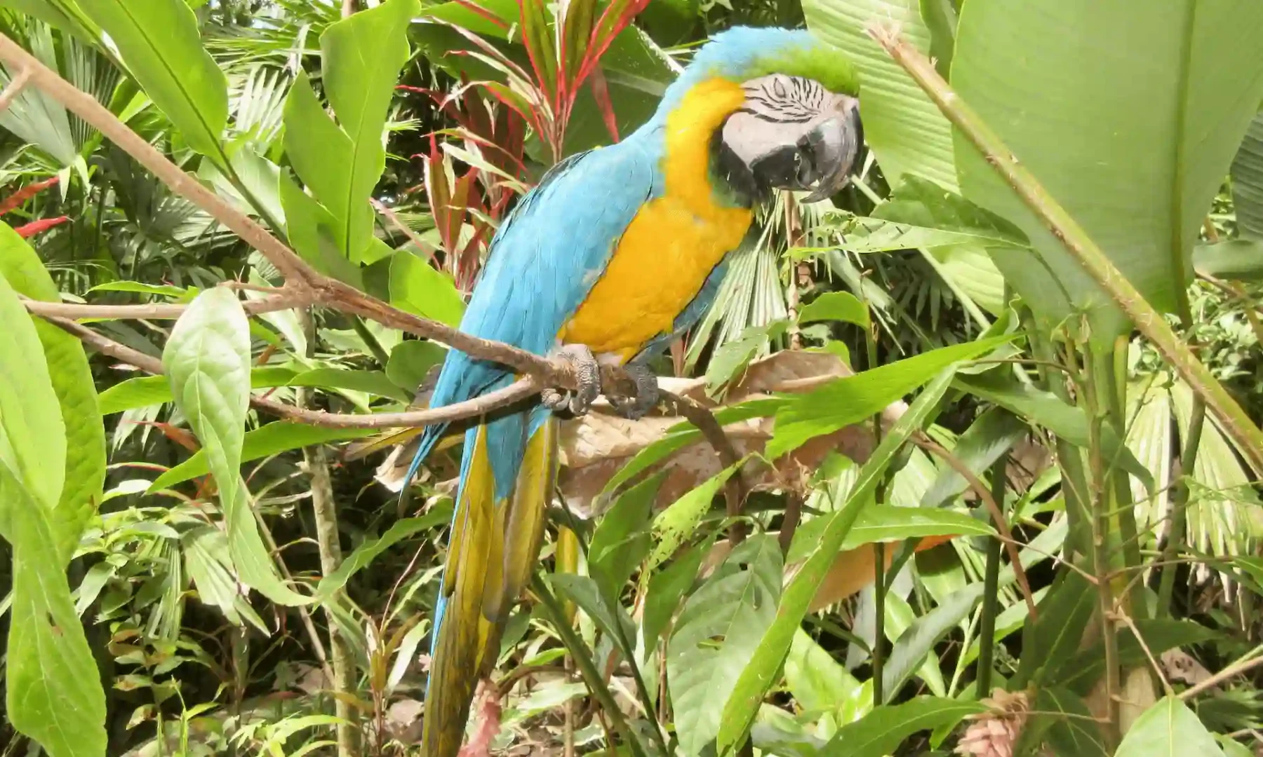 Faunatón: Apadrina animales silvestres rescatados en Tingo María