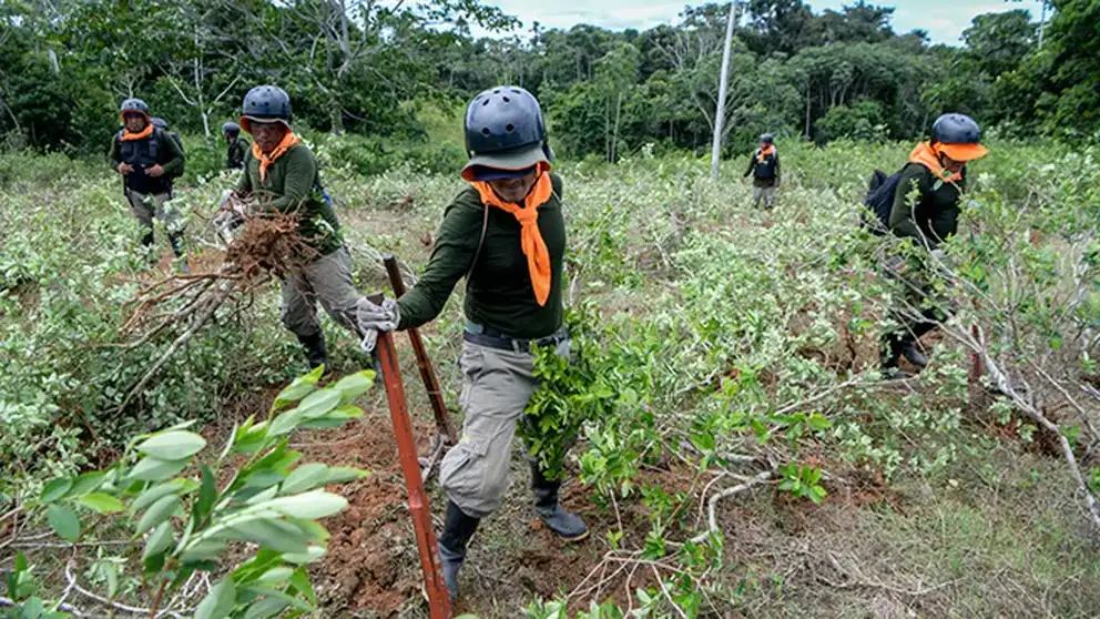 Erradican más de 7 500 hectáreas de cultivos ilegales de hoja de coca en 2024