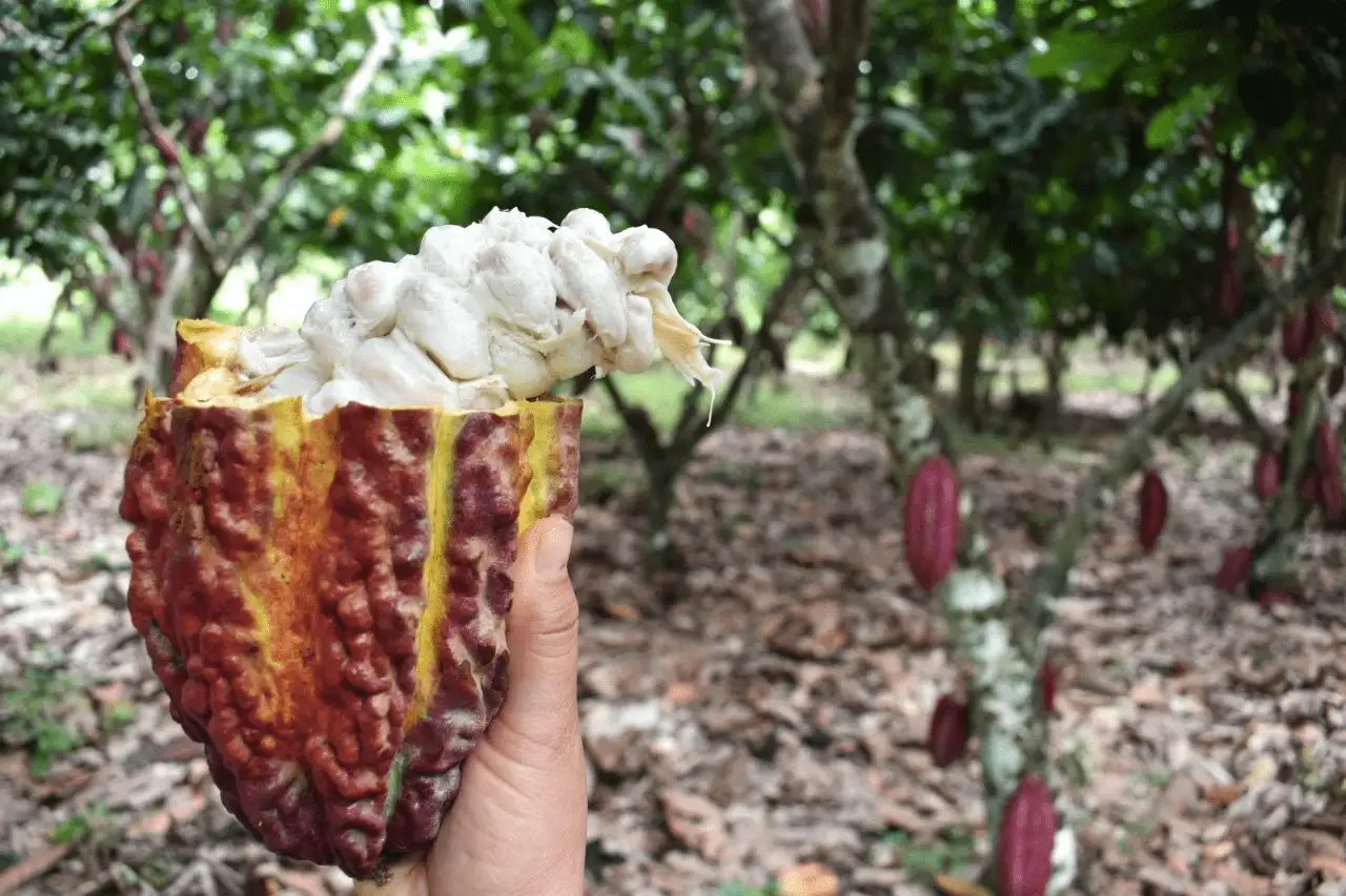 San Martín: Lanzan proyecto de cacao y café libre de deforestación en Tarapoto