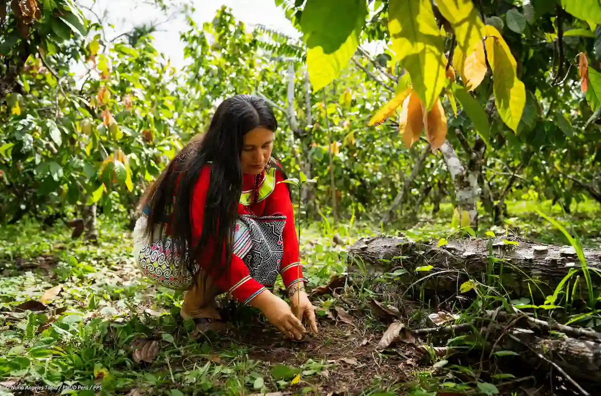 Mujeres indígenas restauran especies forestales nativas para conservar el Parque Nacional Cordillera Azul