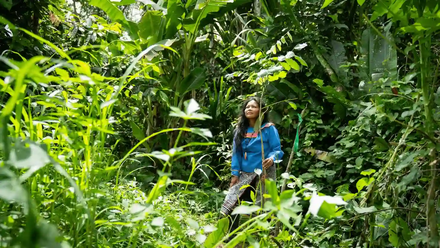 Mujeres indígenas restauran especies forestales nativas para conservar el Parque Nacional Cordillera Azul