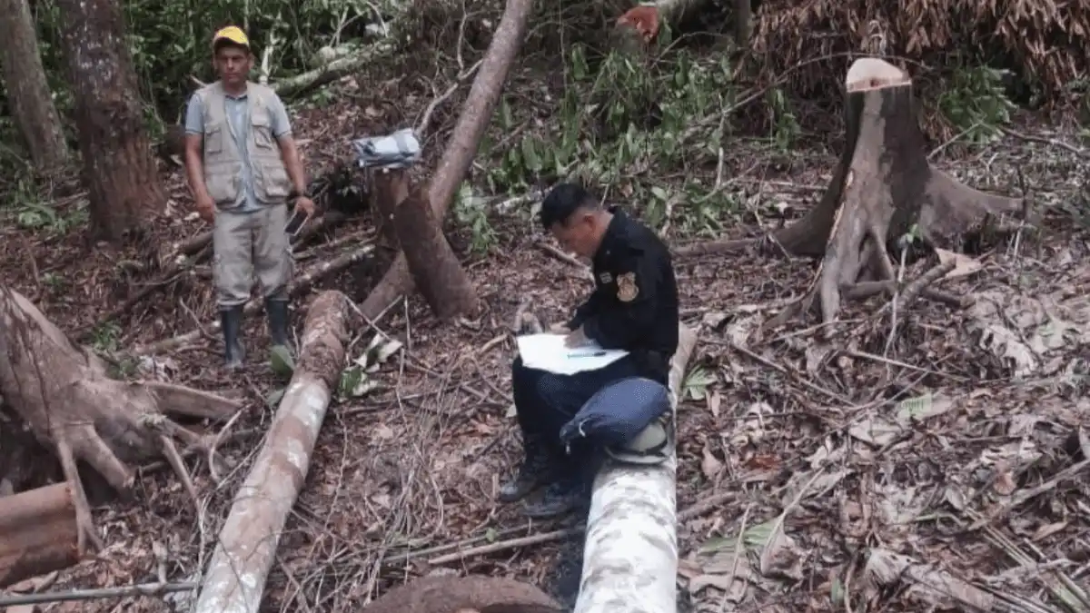 Más de 500 árboles fueron talados con motosierra en la Cordillera Escalera