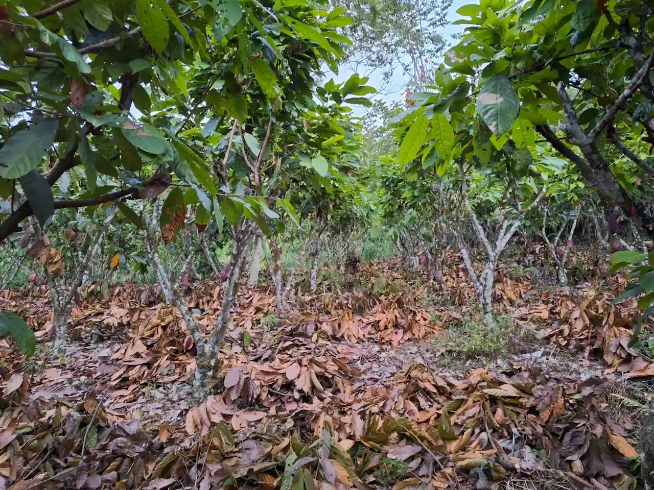 Descubre los chocolates del Valle del Monzón: Delicia de la Amazonía huanuqueña