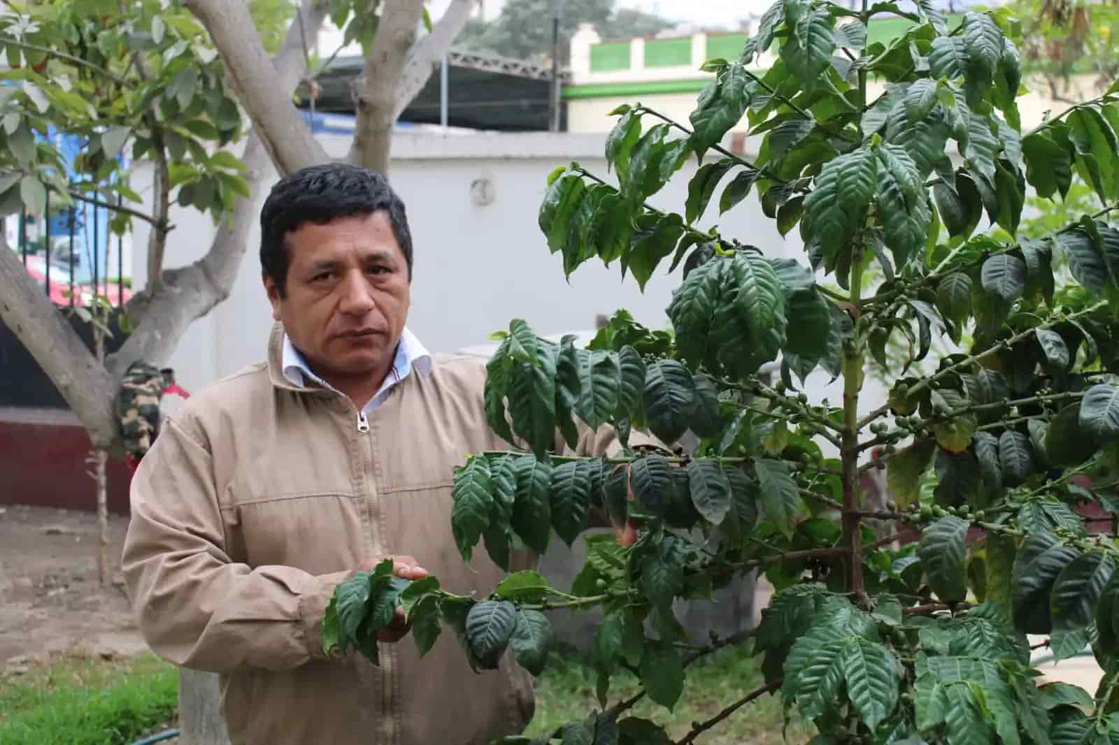 Café: Decrece su producción en el país