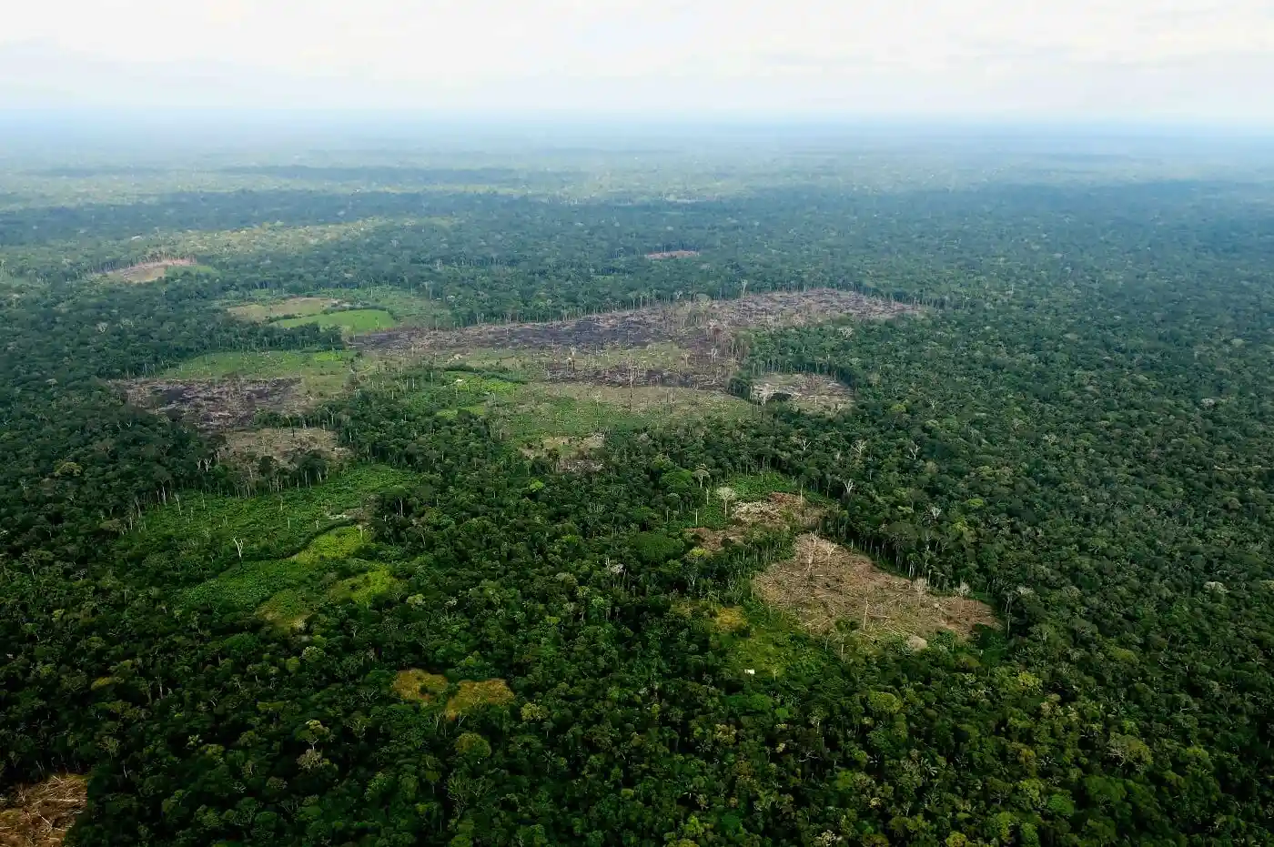 II-AMAZONIA--Nuevas-zonas-de-cultivo-ilegal-de-coca-causan-deforestacion-II.webp
