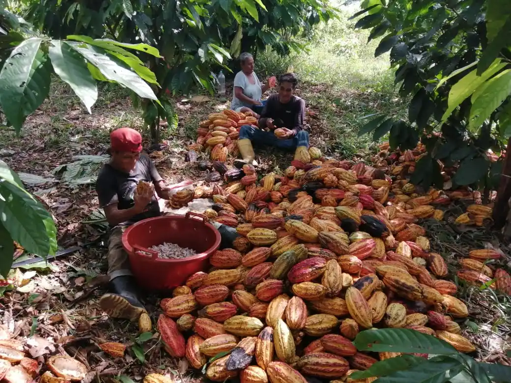 Iquitos: Del cacao a la conservación de la biodiversidad 