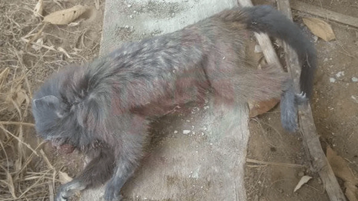 Cuatro días de incendio en Cerro Aucapata destruyen más de ocho hectáreas de bosque