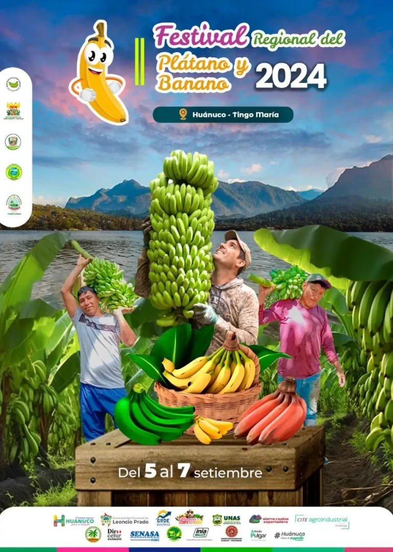 Huánuco exportará US $1.5 millones de plátano este año