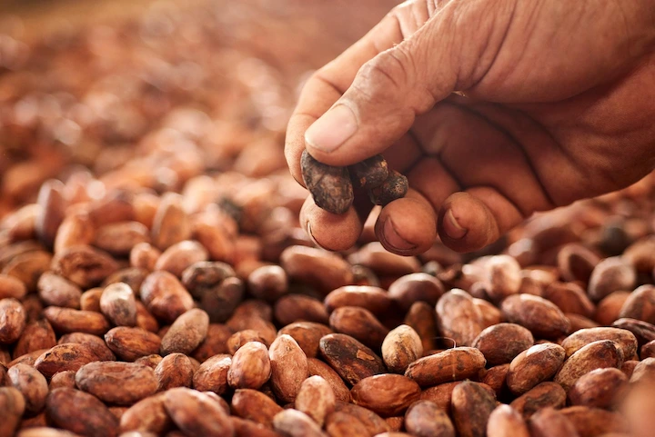 Ucayali: Cooperativa comercializa 5000 kilos de cacao a empresa internacional