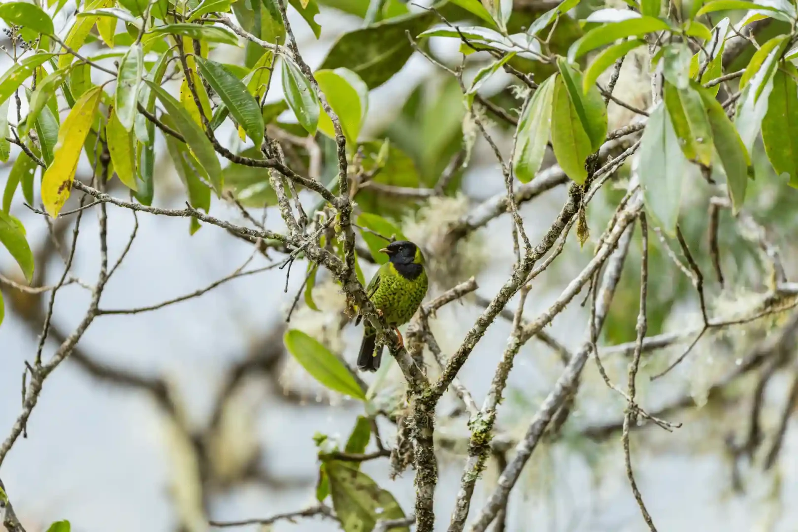 Relizarán webinar para promocionar la biodiversidad del Parque Nacional Yanachaga Chemillén