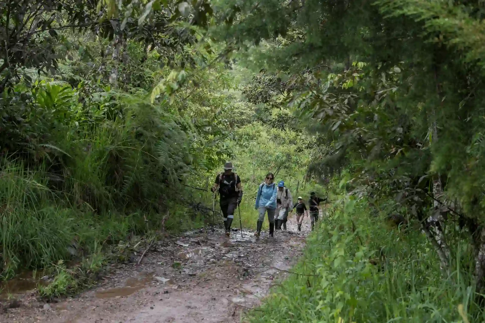 Relizarán webinar para promocionar la biodiversidad del Parque Nacional Yanachaga Chemillén
