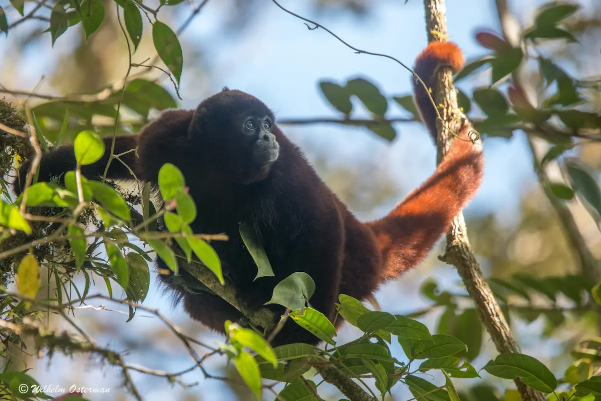 La pérdida del 80% de la población del mono choro de cola amarilla motiva esfuerzos de conservación intensivos. Foto: Yunkawasi.