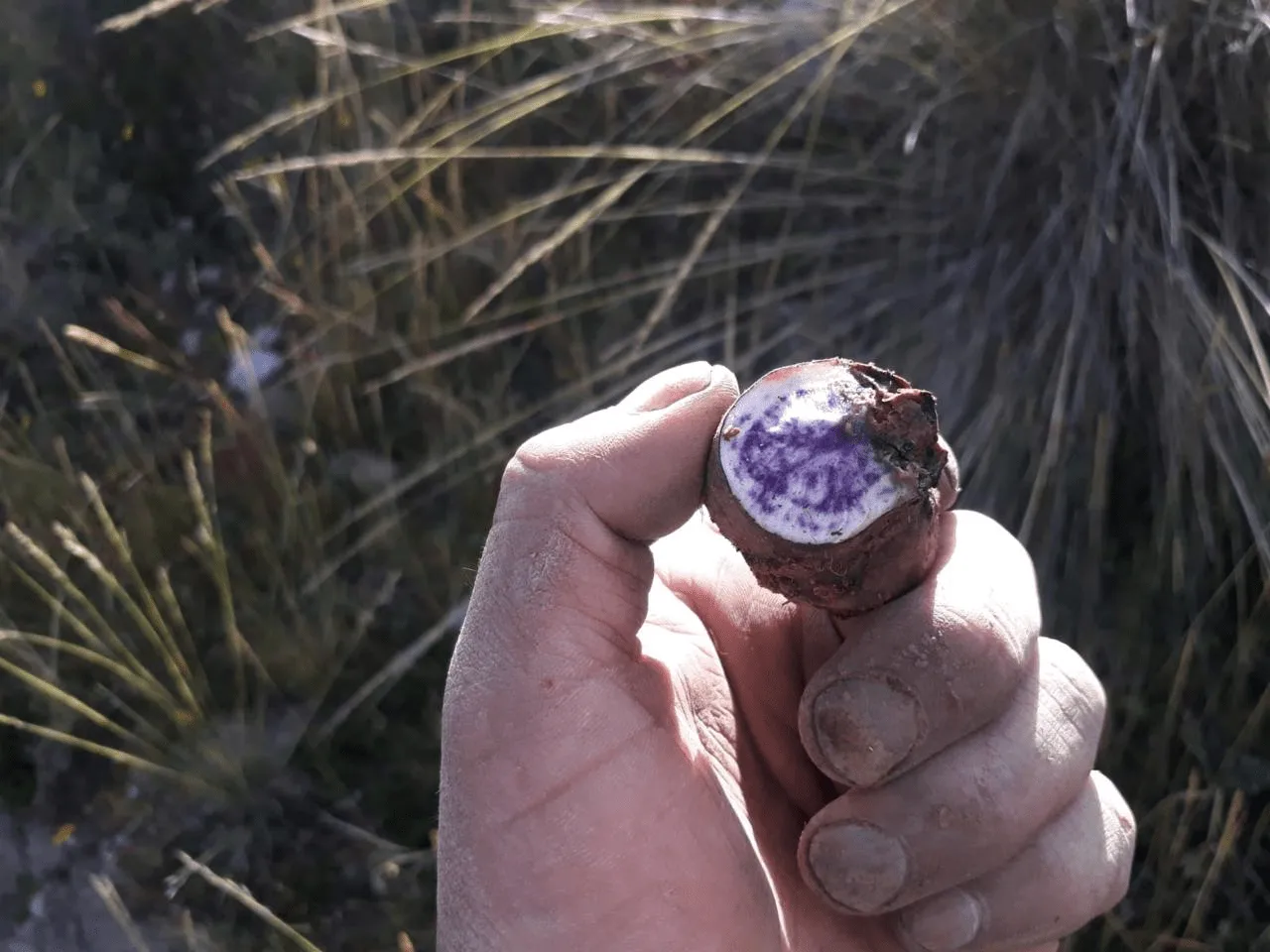 Carmen Marca: Ingeniera fomenta la producción de alimentos agroecológicos en cooperativas altoandinas