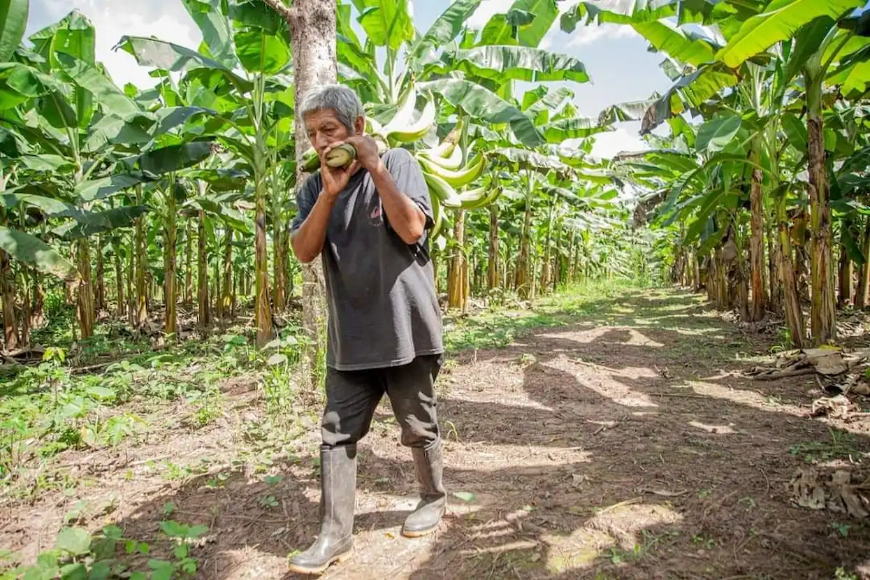 Aguaytía reunirá a 500 productores en el Festival del Plátano