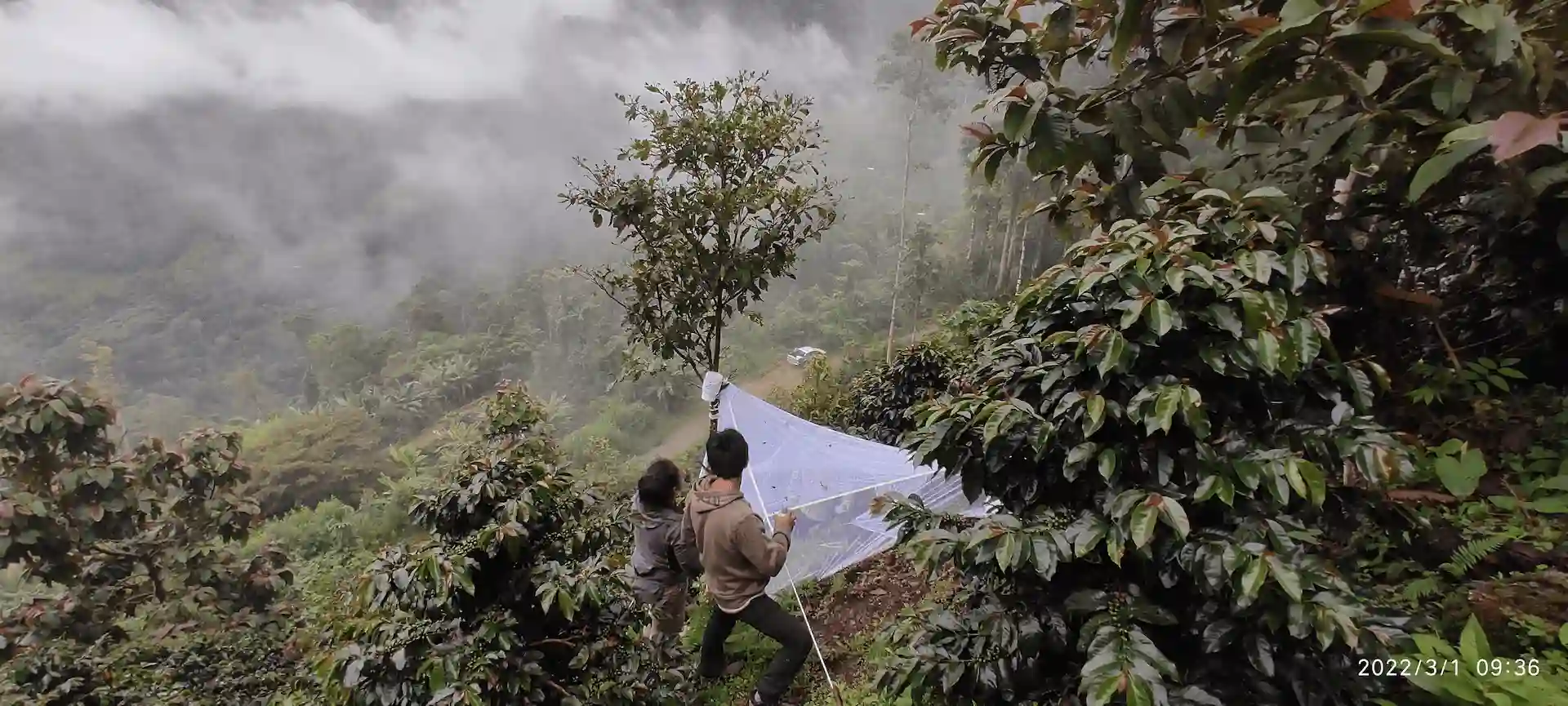 Investigación revela cómo bosques nativos e insectos mejoran la calidad del café en Ayacucho