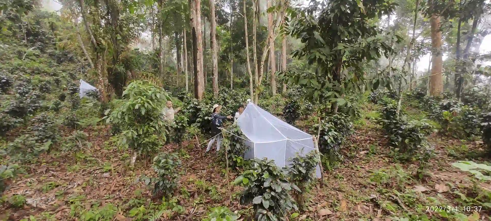 Investigación revela cómo bosques nativos e insectos mejoran la calidad del café en Ayacucho