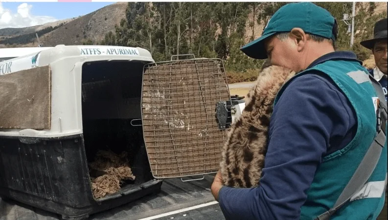 Rescatan dos crías de puma andino en Apurímac hallados por comunidad campesina