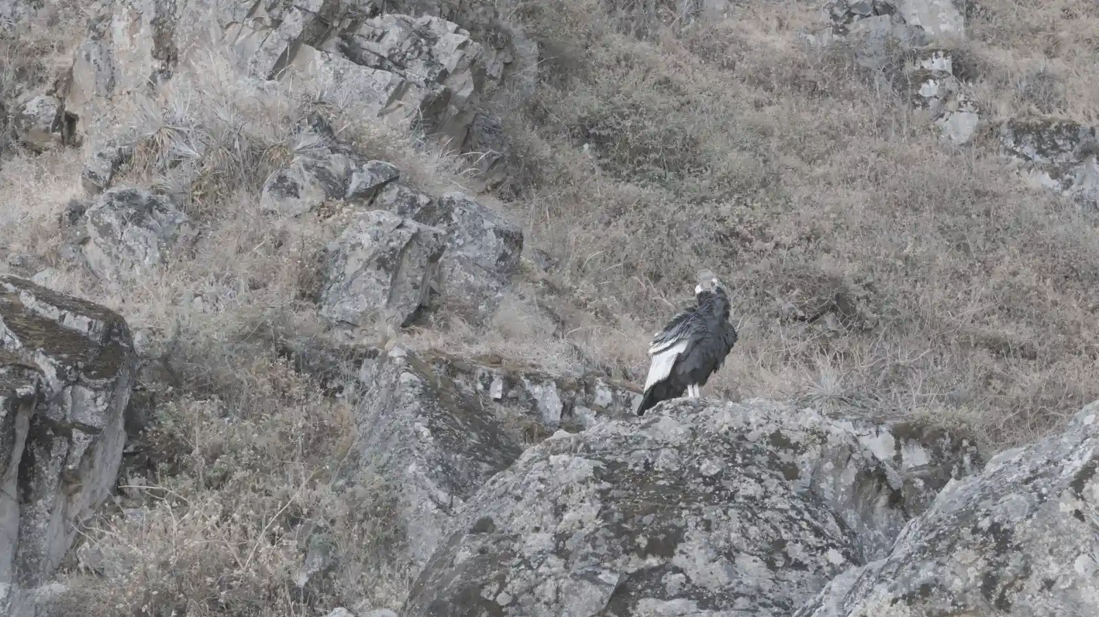 Alerta por el Cóndor Andino: 301 individuos sobreviven en el Perú